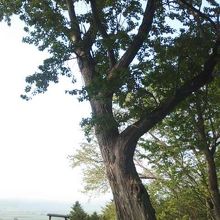 ご神木と崇められているドロノキの様子