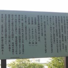 ご神木に関する解説はこちらで。