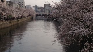 桜の時期が最高！