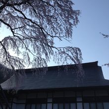 巨大なしだれ桜