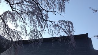 しだれ桜が有名