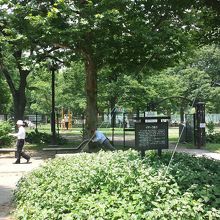 トレーニングする大人が混在しています。