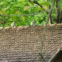 サルが朝から遊びに来ます。