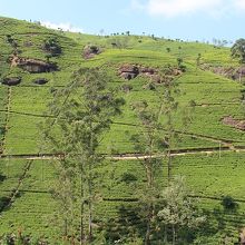 青い空と茶葉の緑