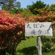 つつじがきれいです