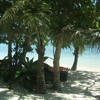 木陰もいい感じ