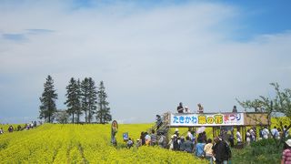 開花期間2週間という短い間に行われる菜の花のお祭り。イベントでは白鵬が白鵬米のPR。