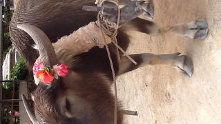 おじ～の三味線!