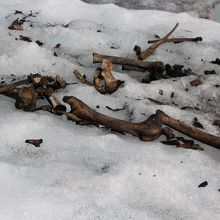 氷河の上には昔の生物の生きた証が…