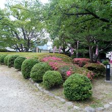 刈込の後ろに皐月の花が咲き、古戦場祭の幟がはためきます。