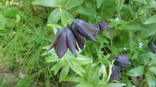 クロユリの群生