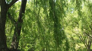 10年前に復活した川です