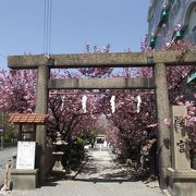 八重桜がとても綺麗なところです