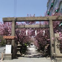 社殿前の桜並木