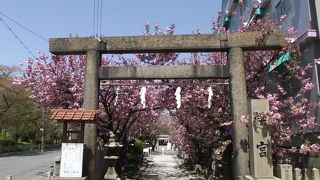 八重桜がとても綺麗なところです