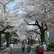 桜と松