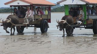 島唄を聞きながら水牛車に乗ってのんびり観光！