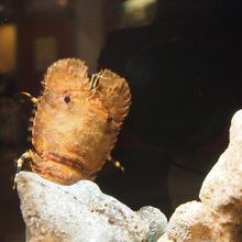 ゾウリエビちゃん。つぶらな瞳と草履のような姿がラブリー。