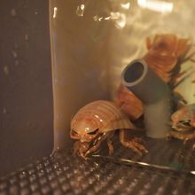 触ってもいいオオグソクムシ。サングラスをかけてるみたい！