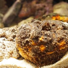 オニダルマオコゼは、本物と偽物の区別がつくかな？