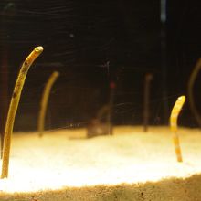 ちょっと流行中のチンアナゴなど。