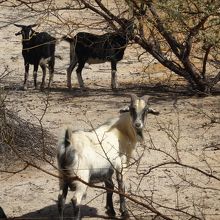 駐車したところの近くにやぎ