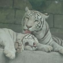 ホワイトタイガーの仲良しきょうだい