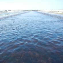 鮑の餌の海草養殖池