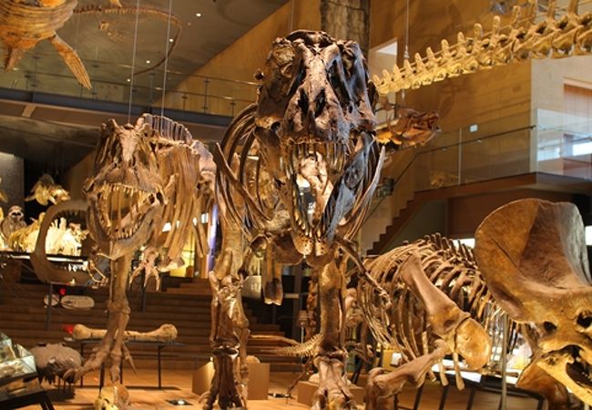 北九州市立自然史 歴史博物館 いのちのたび博物館 クチコミ アクセス 営業時間 戸畑 八幡 黒崎 フォートラベル 北九州市立自然史 歴史博物館 いのちのたび博物館 クチコミ アクセス 営業時間 戸畑 八幡 黒崎 フォートラベル