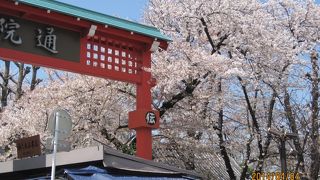 桜の季節おすすめ！