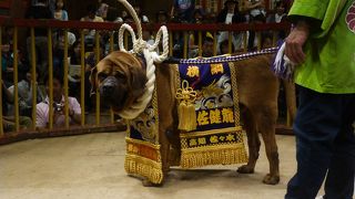 土佐犬を見ることができる