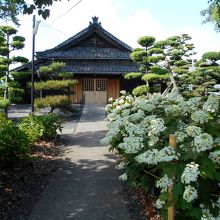 本堂への参道右手にカシワバアジサイが咲き誇る。