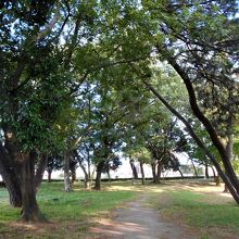 公園北部の松並木散策路。