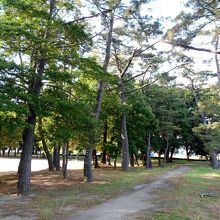 2周目に反時計回りで公園北部の松並木を散策しました。