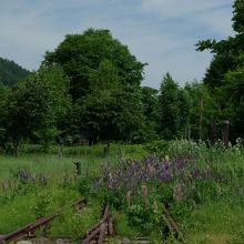 線路の終点はルピナス