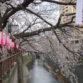 川にかかる桜並木