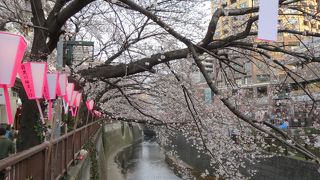 川にかかる桜並木