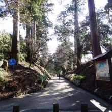 箱根旧街道の杉並木