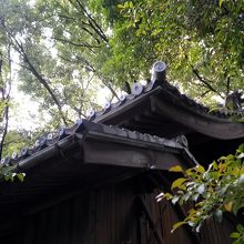 社殿右手から撮影した本殿の屋根。