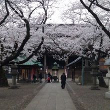 桜の時期に行きました