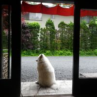 お客さんをお出迎え。