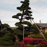 東浦町石浜にある五葉松庭園の見事なお寺です