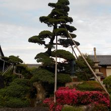 本堂への参道右手、樹齢300年の五葉松を中心としたお庭。