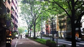 市民が誇る、けやき通り