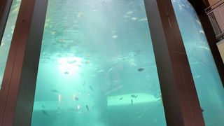 無料で楽しめます