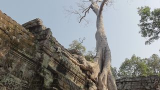 巨木が遺跡を飲み込む圧巻の光景