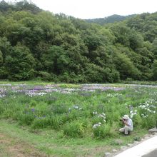 菖蒲これから見ごろです