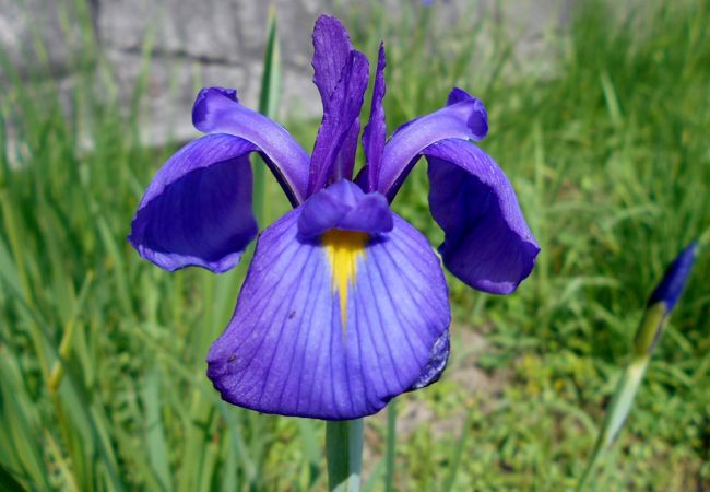 知多半島で幻の花「花かつみ」を観られる貴重なスポット！