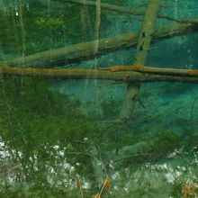 池の底近くには小さな魚がたくさん泳いでいます。