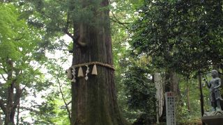 天狗だけじゃなく、タコもいるぞ